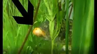 Feeding Live GOLDFISH To My AGGRESSIVE Pet Walleye!!!