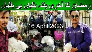 Saddar cats billi market April 19, 2023 | Karachi cats market | Urdu/ hindi