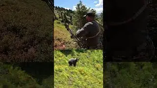 Never touched him #bear#hunting#archery#mountains#colorado#adventure#explore#travel#outdoors