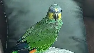 como é ter um papagaio em casa