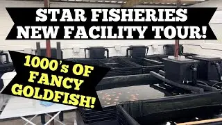 Star Fisheries - NEW FACILITY! FULL TOUR! 1000&rsquo;s of Fancy Goldfish!!