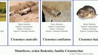 Mam&iacute;feros, orden Rodentia, familia Ctenomyidae ctenomys mammal australis brasiliensis minutus Erev