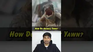 How Do Animals Yawn? | 🙊🥱🦁