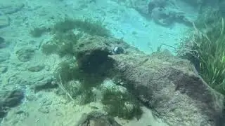 Rainbow River Dive #scuba #florida #diving #rainbowriver #kphole #bird&rsquo;sunderwaterdivecenter