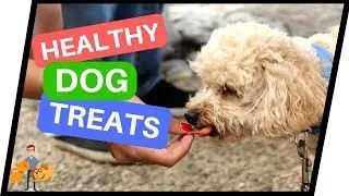 Healthy Dog Treats: top 5 low fat treats for dogs