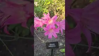 Ботанический сад Белвью 🌲🍀🌾💐🌷🌹⛩️