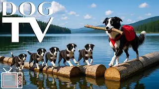 12 Hours of Dog TV for Dogs to Watch: Dog Walking in the Forest + Nature Sounds & Calming Dog Music