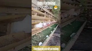 Egg Business | Ready-To-Lay Chicken | Poultry Business | The Backyard Farming