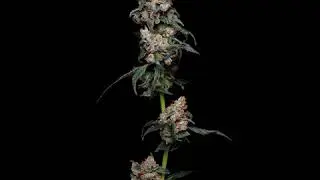 360 Degree View of Mendo Breath