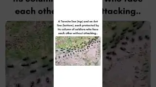 Ants vs Termites: The Silent Standoff #science #wildlife