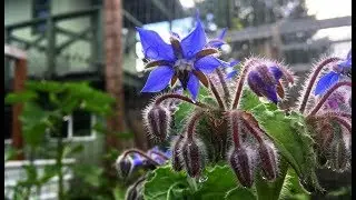 Borage and How I Use It