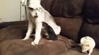 Introducing dogs to pet rats