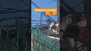 Накануне шухера 😂😂#юмор #одесса #funny #dog #cat  #kids #собака #котики #shorts #youtubeshorts