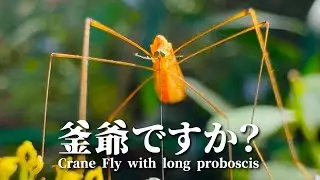 脚も口も長すぎる！【クチナガガガンボ】