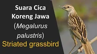 Cica Koreng Jawa (Megalurus palustris) | Striated grassbird in the wild