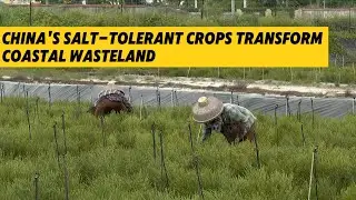 China's salt-tolerant crops transform coastal wasteland