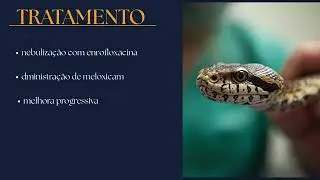 DIAGN&Oacute;STICO RADIOGR&Aacute;FICO DE PNEUMONIA EM KING SNAKE (LAMPROPELTIS GETULA) &ndash; RELATO DE CASO