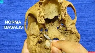 Osteology Lectures || Skull - Norma basalis || Dr Ashok K R