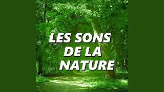 Les Sons de la Nature