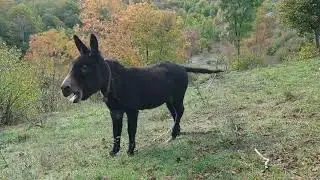 Donkey-Magarac