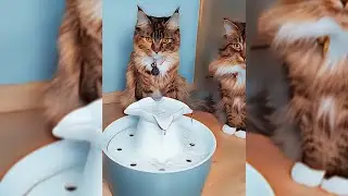 Trinkbrunnen aufbauen / Anione/ Mit Hilfe von Simba und Nala
