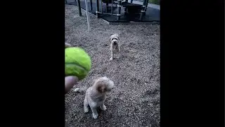 Dog park fun and updates