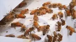 The Buzz on Bees in Michigan Apple Orchards