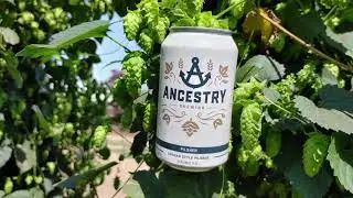 WILLAMETTE VALLEY HOPS - ANCESTRY PILSNER