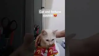 Cat and fortune cookie