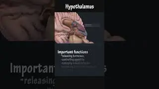 Hypothalamus #hypothalamus