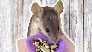 Mice eating seeds at a miniature table😍