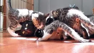 Kitty Cate's Cute Kittens Attack!