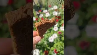 Хлебная грядка (сухарик под томат).