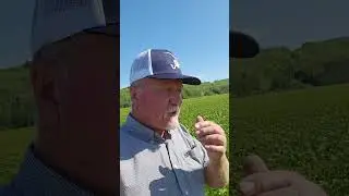 Soybean Trial