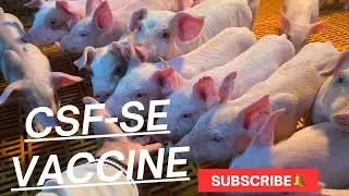 CSF.SE vaccine (Pigs of 45 to 60 day)#pig #highlights #animals #agriculturebusiness 