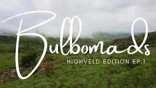 EP.1 Highveld - Mid Summer [December]
