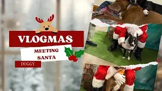 Vlogmas Day 14: Santa Paws is Real! Watch My Dog&rsquo;s Reaction