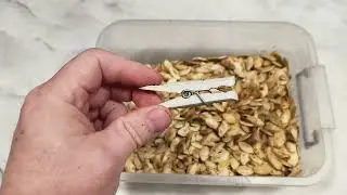 How do you pick up a roasted zucchini seed with a clothespin