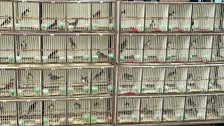 Đi chợ mua chim chào mào bổi đẹp giá rẻ tha hồ lựa chọn | red-whiskered bulbul