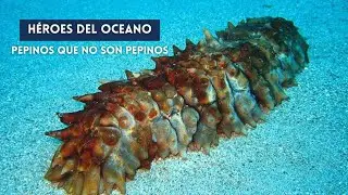 Descubre que son los Pepinos de Mar  | Holothuroidea