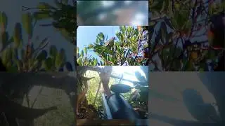 BERBURU PUNAI DI POHON BAKAU#berburu #hunting #nature #outdoors