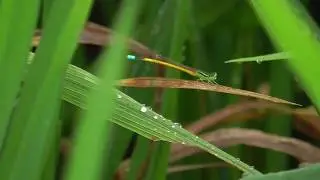 Western Golden Dartlet Damselfly - Ischnura rubilio Selys