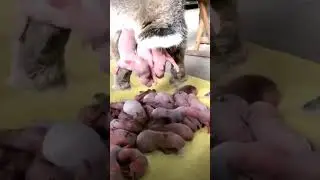rabbit giving  birth  for the first  time #trending #short video