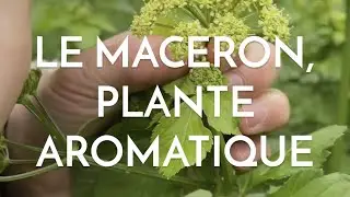 Le maceron, d&eacute;licieuse aromatique