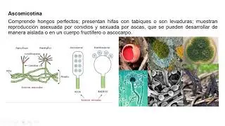 Taxonomía y Clasificación de los Hongos