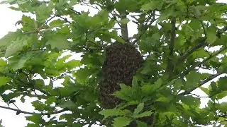 Giving a swarm a home