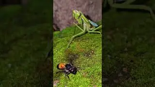 Deadly Duel: Mantis vs Hornet #PredatorVsPrey #InsectBattle #NatureFight #wildnature #AnimalInstinct
