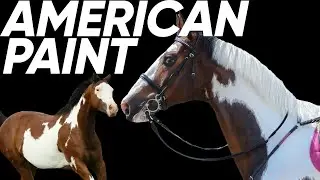 5 Things You Didn't Know About The American Paint Horse