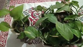 Short paragraph Money Plant Tree...Tahsina Rahman Kotha