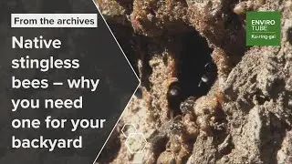 Native stingless bees &ndash; why you need one for your backyard